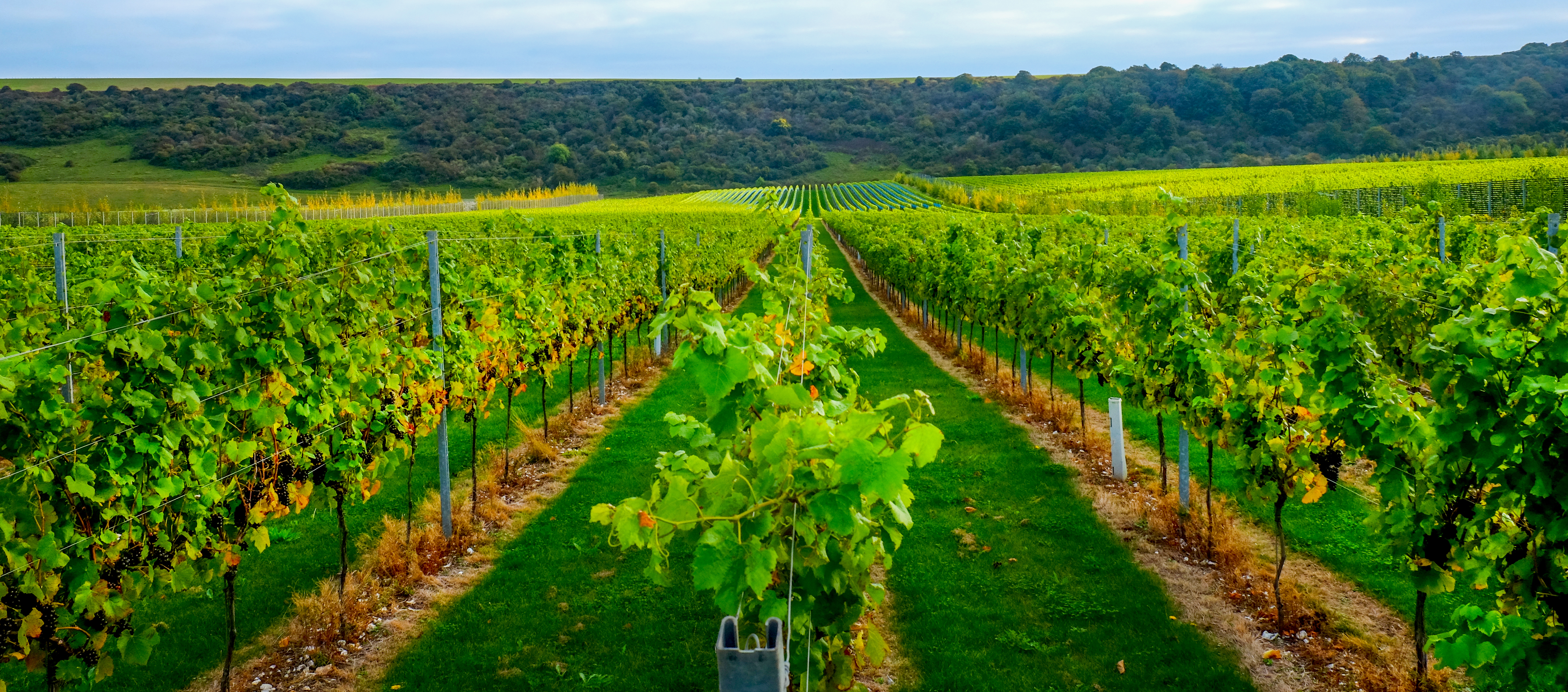 The best English wines to buy in 2025