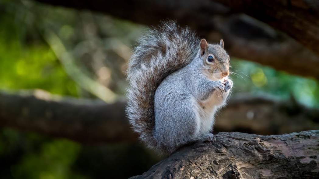 Image for blog - Should we eat more squirrel?