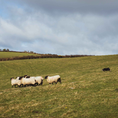 Image for blog - Why autumn is the perfect season for lamb