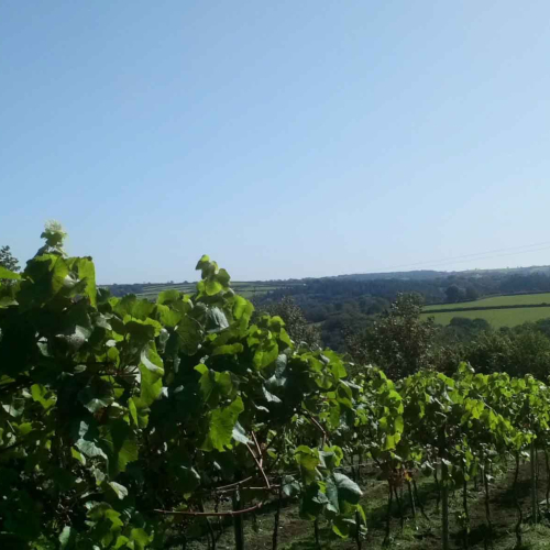 Image for blog - Five Welsh Vineyards You Need to Know About