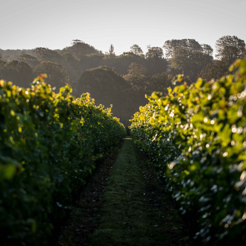 Image for blog - From green shoots: planting season on a Kentish vineyard