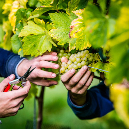 Image for blog - From green shoots: planting season on a Kentish vineyard