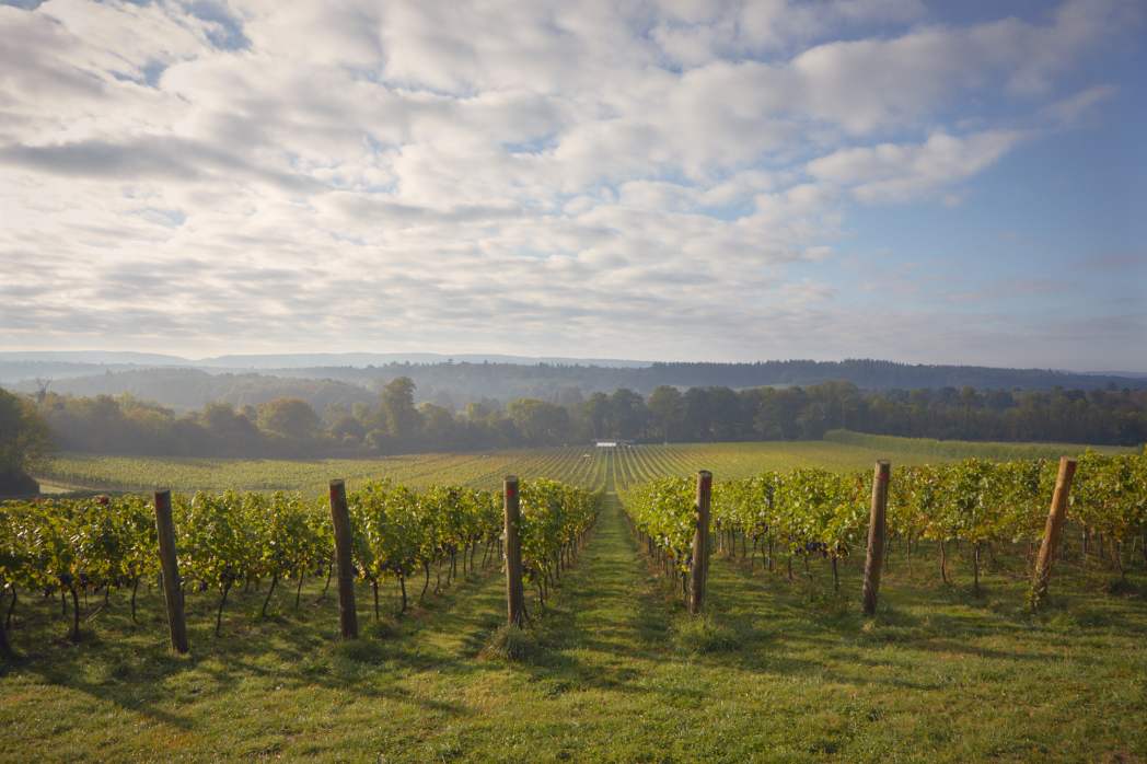 Image for blog - Why English Sparkling Wine is the New Prosecco