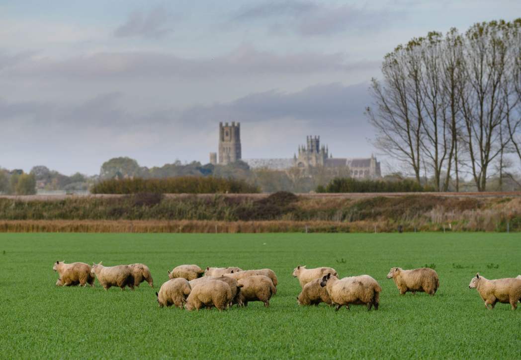 Image for blog - Waitrose Makes Moves Towards 100% British Lamb