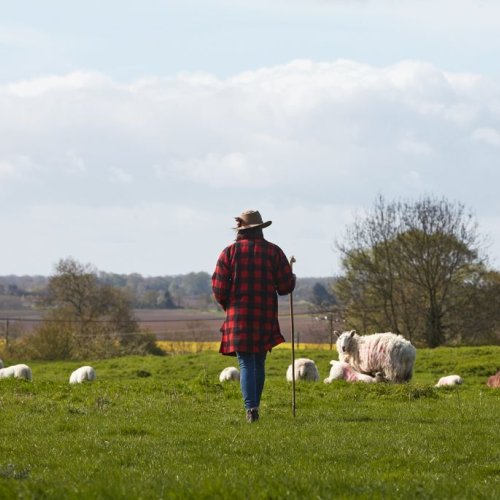Image for blog - Meet The Lincolnshire Shepherdess Producing World-Beating Lamb